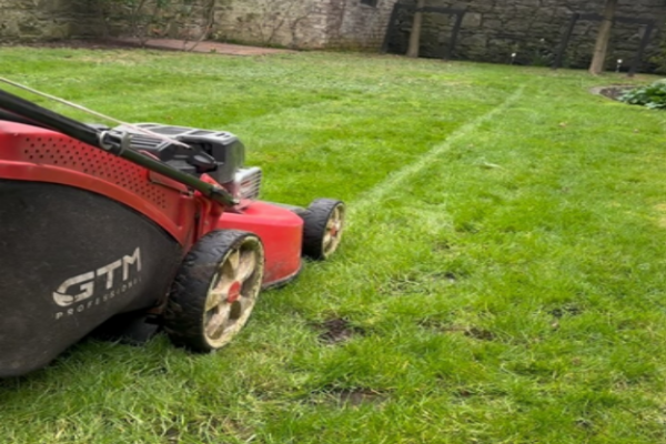 Essential Guide to Hedge Trimming and Gardening Supplies in Ireland